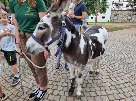 Esel Pedro reduziert